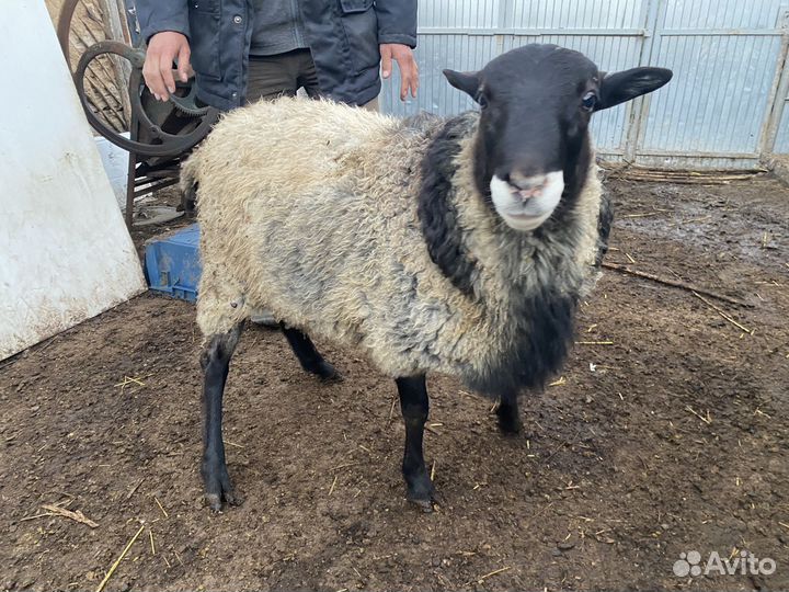 Овцы бараны Романовские