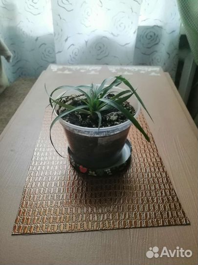 Спатифиллум, ананас, денежное дерево