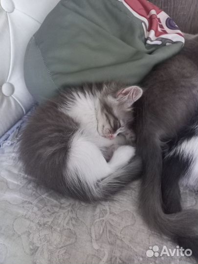 Котёнок девочка