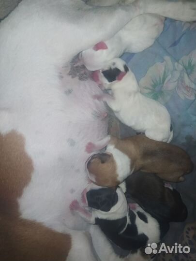 Щенки джек Рассел терьер гладкошерстный