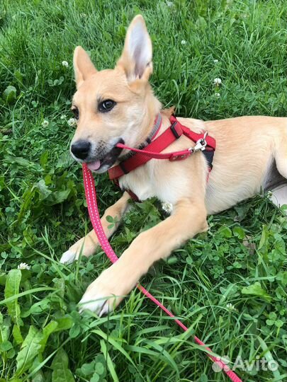 Щенок 3,5мес девочка