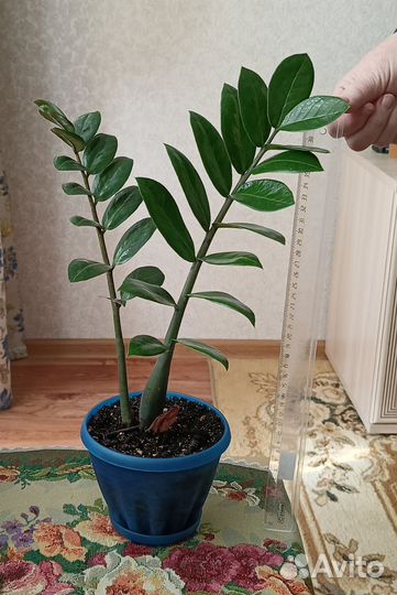 Замиокулькас