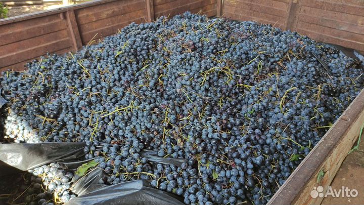 Виноград молдова