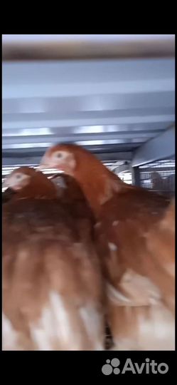 Куры Несушки