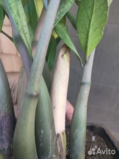 Замиокулькас акебоно