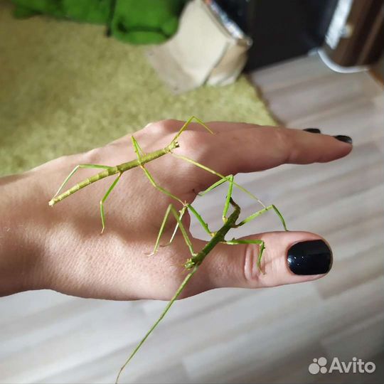 Аннамский палочник