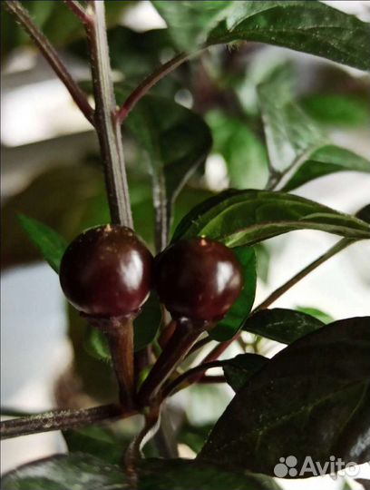 Комнатный жгучий перец