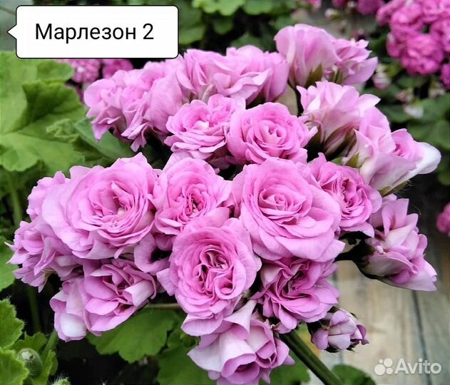 Пеларгония герань