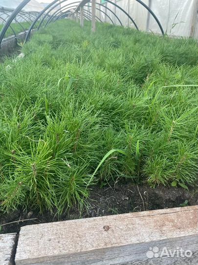 Саженцы сосны зкс