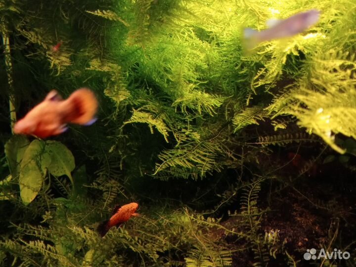 Гуппи пецилии креветки мох