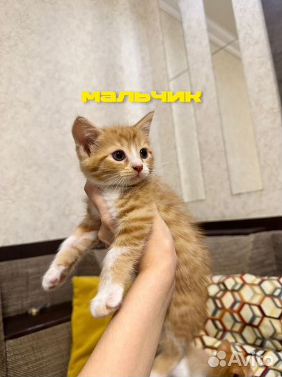 Котята в добрые руки