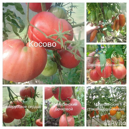 Семена томатов