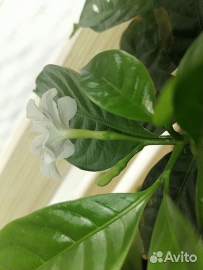 Табернемонтана