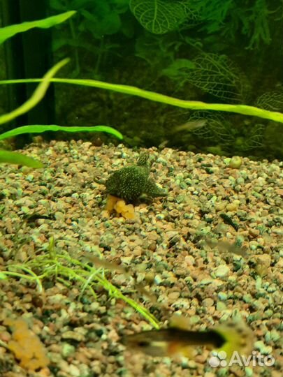 Сомики анциструса