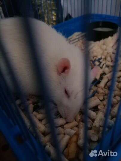 Крыса альбинос с клеткой