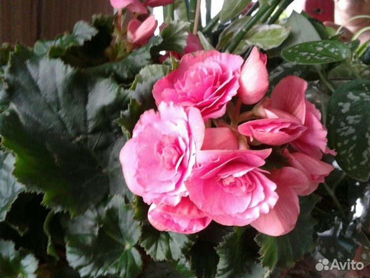 Бегония элатиор