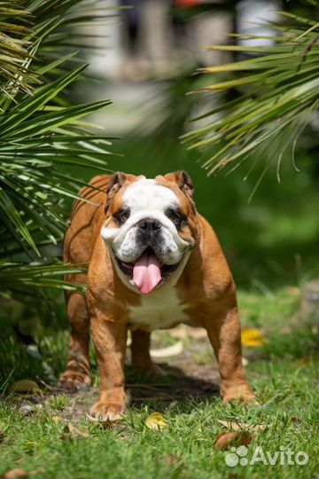 Кобель для вязки