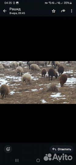 Овцы