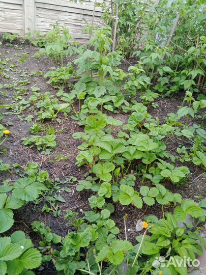 Розетки клубники, смесь, Лорд и Ананасная