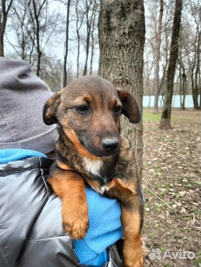 Собака в добрые руки девочка