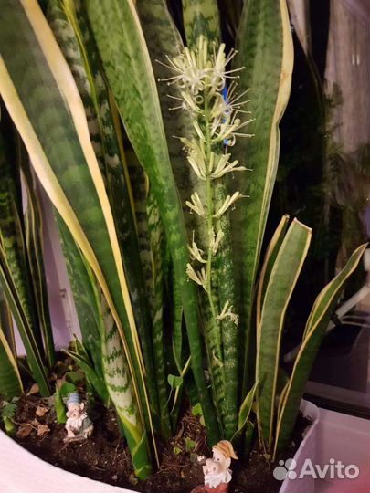 Уличныее растения