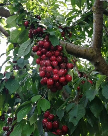 Участок 12 га (промназначения)