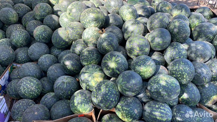 Арбуз оптом