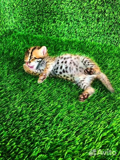 Алк кoтята для разведения и дома.зима 23.г