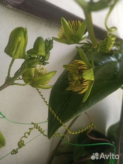 Пассифлора