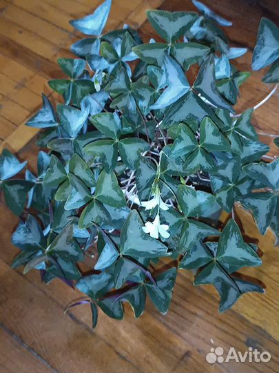 Оксалис (кислица) Silver