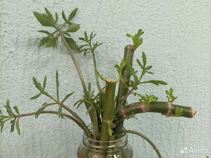 Дифенбахия,традисканция и еще