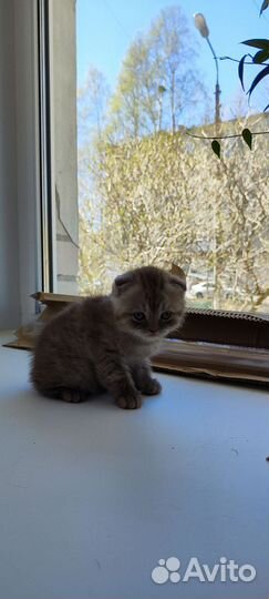 Шотландская кошка