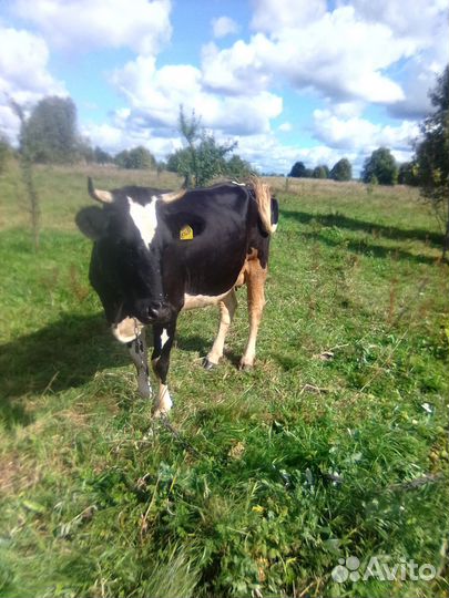 Коровы дойные молочные