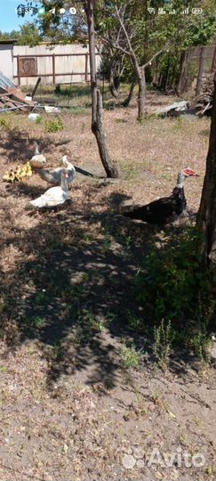 Утки и утята