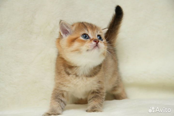 Шотландские вислоухие котята золотая шиншилла