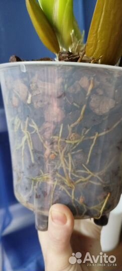 Орхидея камбрия