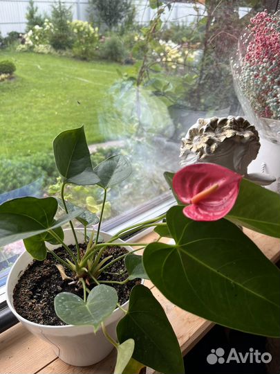 Продам Антуриум