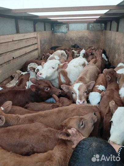 Телята бычки