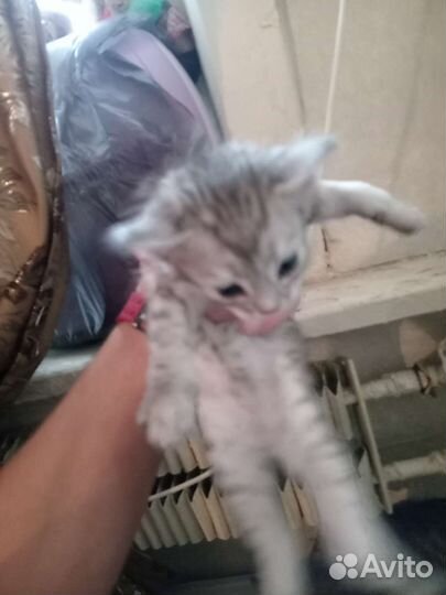 Котята отдам в добрые руки бесплатно