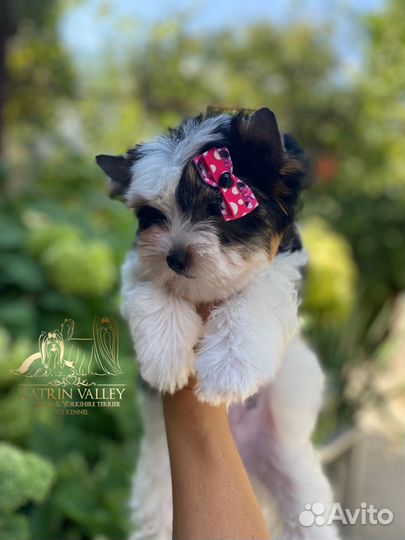 Бивер стандартная девочка