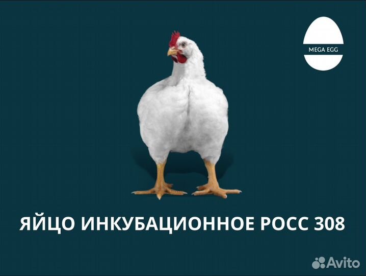 Инкубационное яйцо