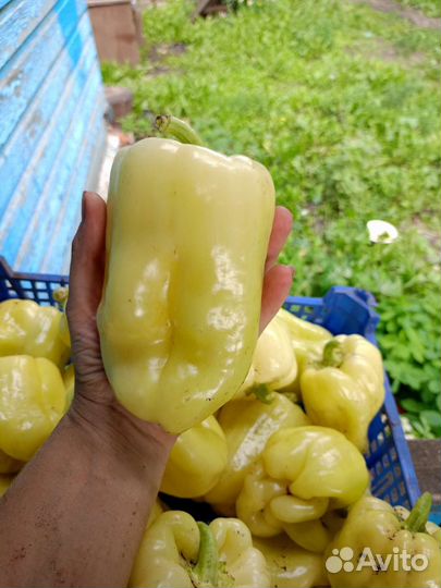 Огурцы, кабачки, картофель молодой, перец