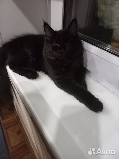 Черная кошечка