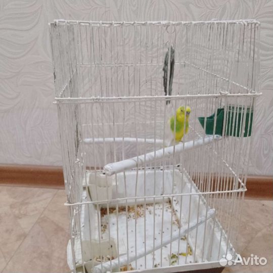 Волнистый попугай