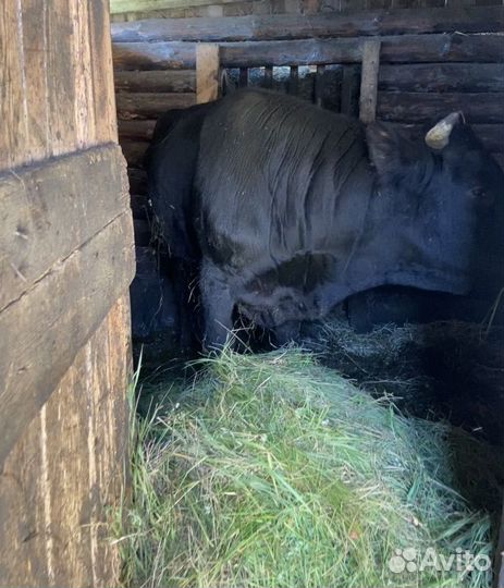 Быки на мясо живым весом