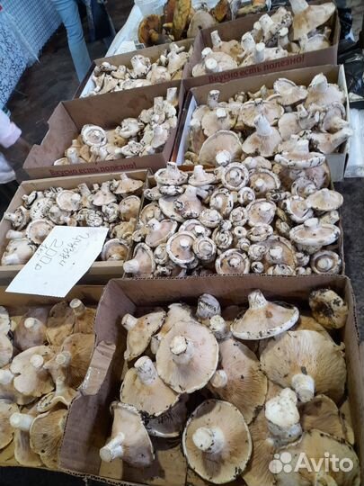 Грибы грузди свежие