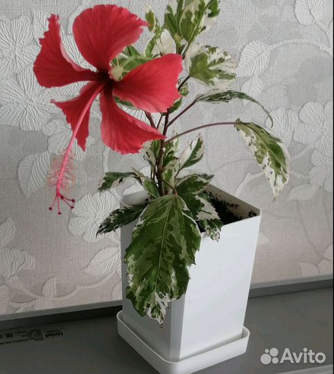 Гибискус или китайская роза пестролистный