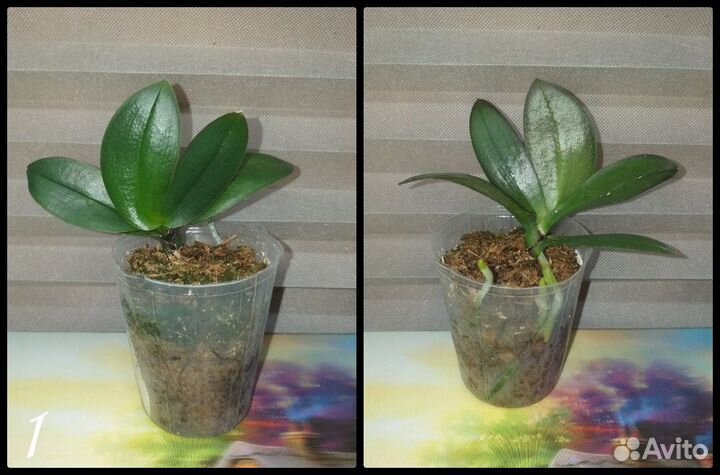 Комнатные растения цветы