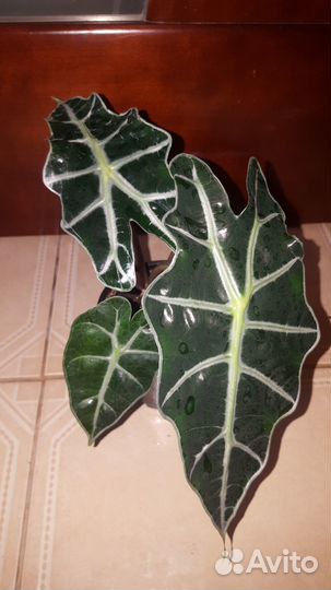 Алоказия полли