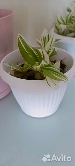 Традесканция